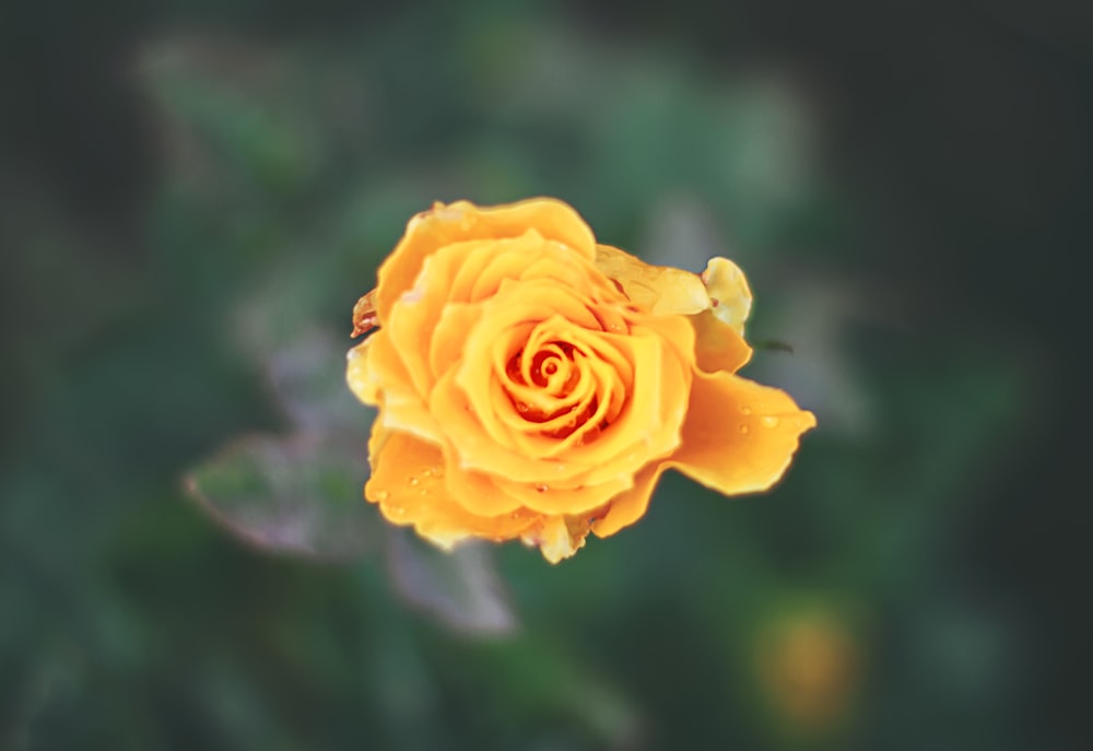 yellow rose in bloom during daytime