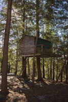 A rustic treehouse nestled among tall pine trees in a dense forest