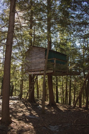 A rustic treehouse nestled among tall pine trees in a dense forest