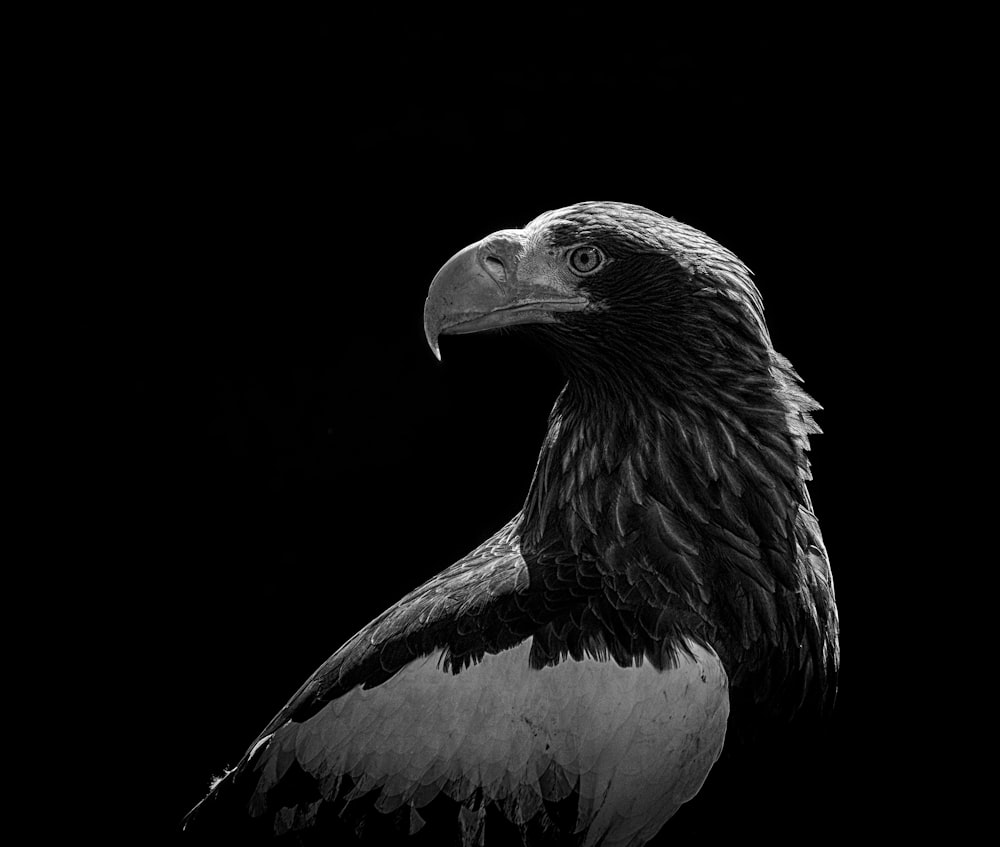 Foto en escala de grises del águila calva