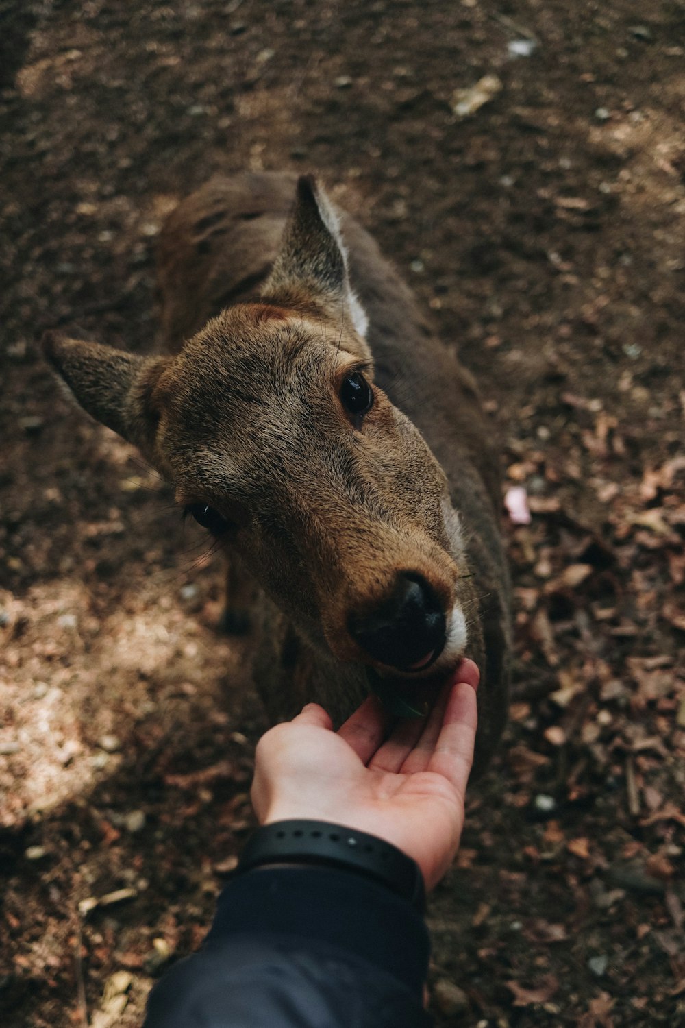 person putting his hand on animal's jaw