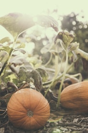 Pumpkins resting on the ground among green leaves and vines. The sunlight creates a warm and gentle backlight, enhancing the natural texture and color of the pumpkins and foliage.