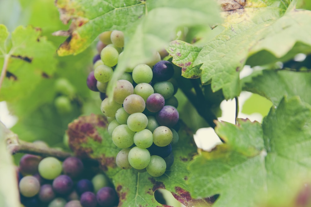 green and purple grapes hanging on vines