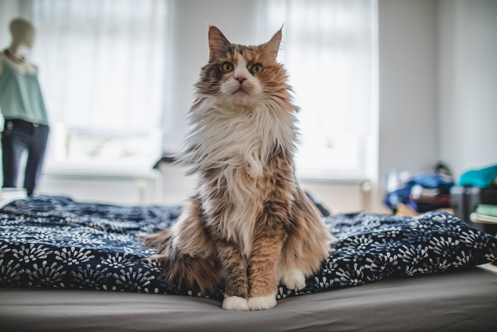 langpelzige weiße und schwarze Katze auf weißem und schwarzem Blumenstoff