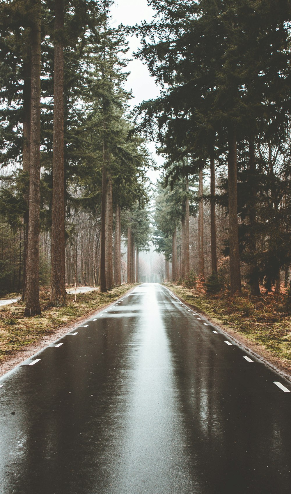 trees between road