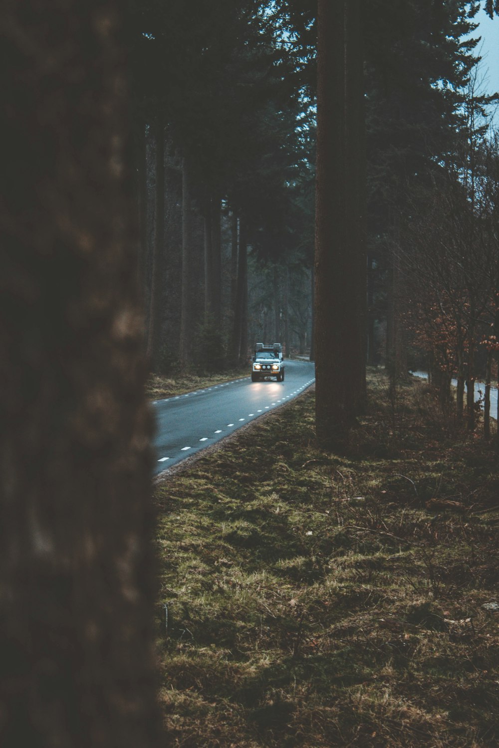 나무 사이 도로에 차량