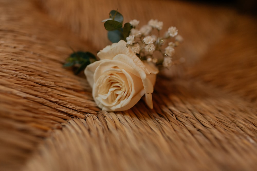 shallow focus photo of white rose