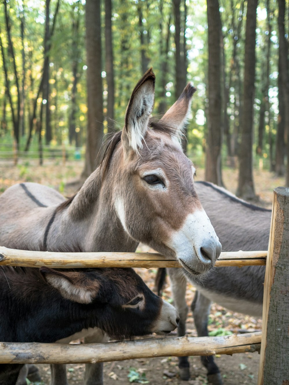 Esel in der Nähe von braunem Holzzaun während des Tages