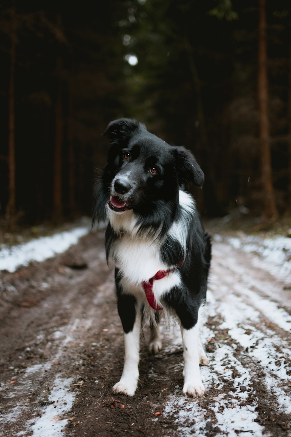 schwarzer und weißer Hund, der auf dem Boden mit Schnee steht