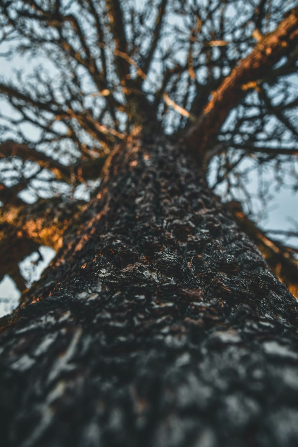 brown tree trunk