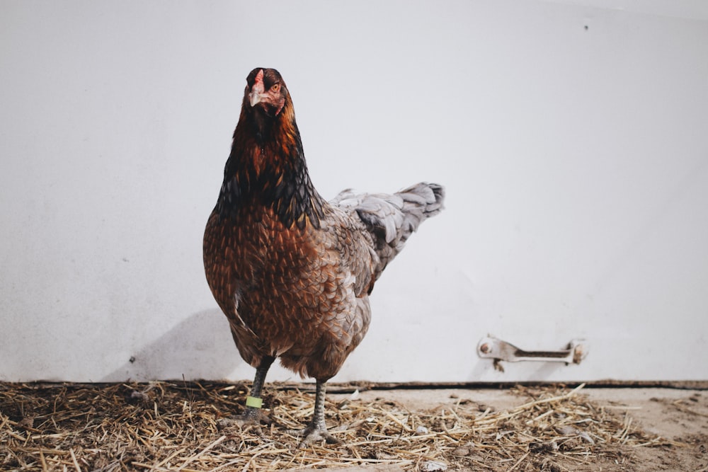 brown rooster standing on grass