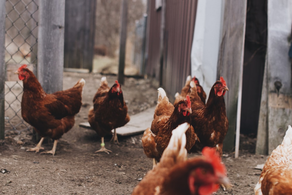 flock of roosters beside gray cyclone fence