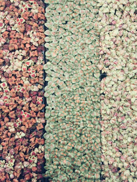 Close-up of a vertical garden featuring a variety of succulents and ferns on a wooden panel.