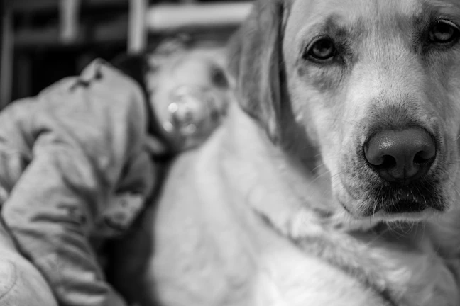 grayscale photography of a Labrador and a child