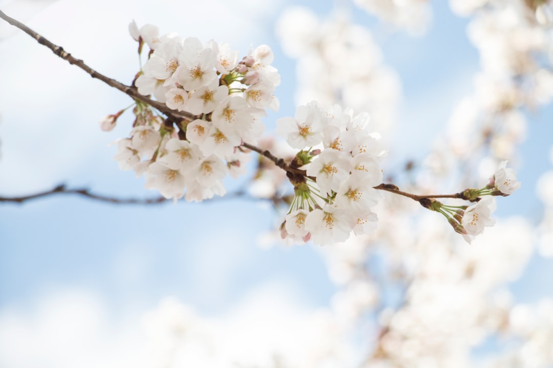 selective focus photography of white cherry blossom,