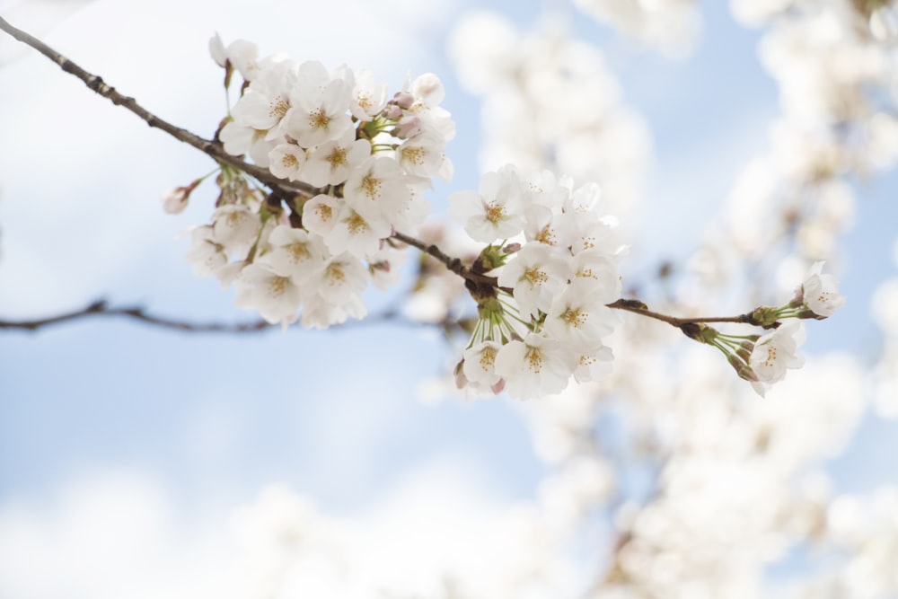 selective focus photography of white cherry blossom