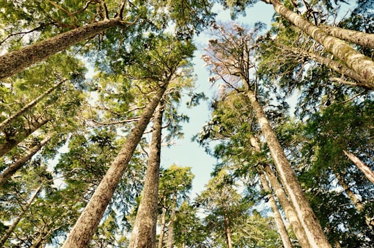 ant view forest in Lone Cone Canada