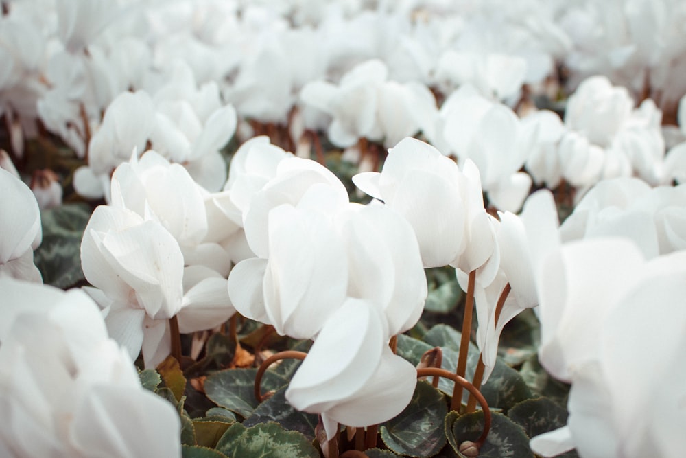 closeup photography of white flowers