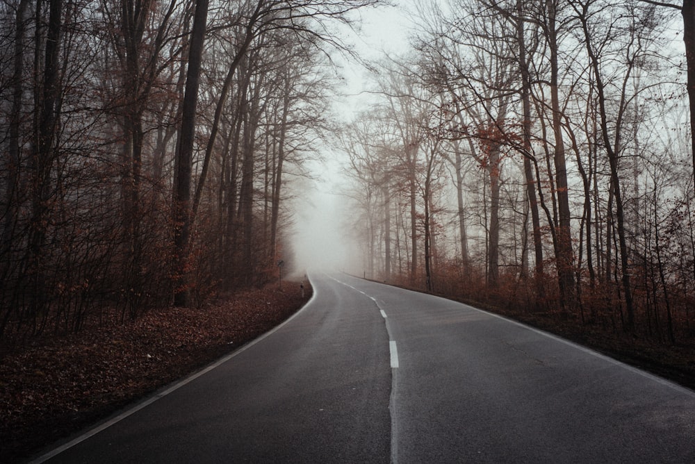 trees between road