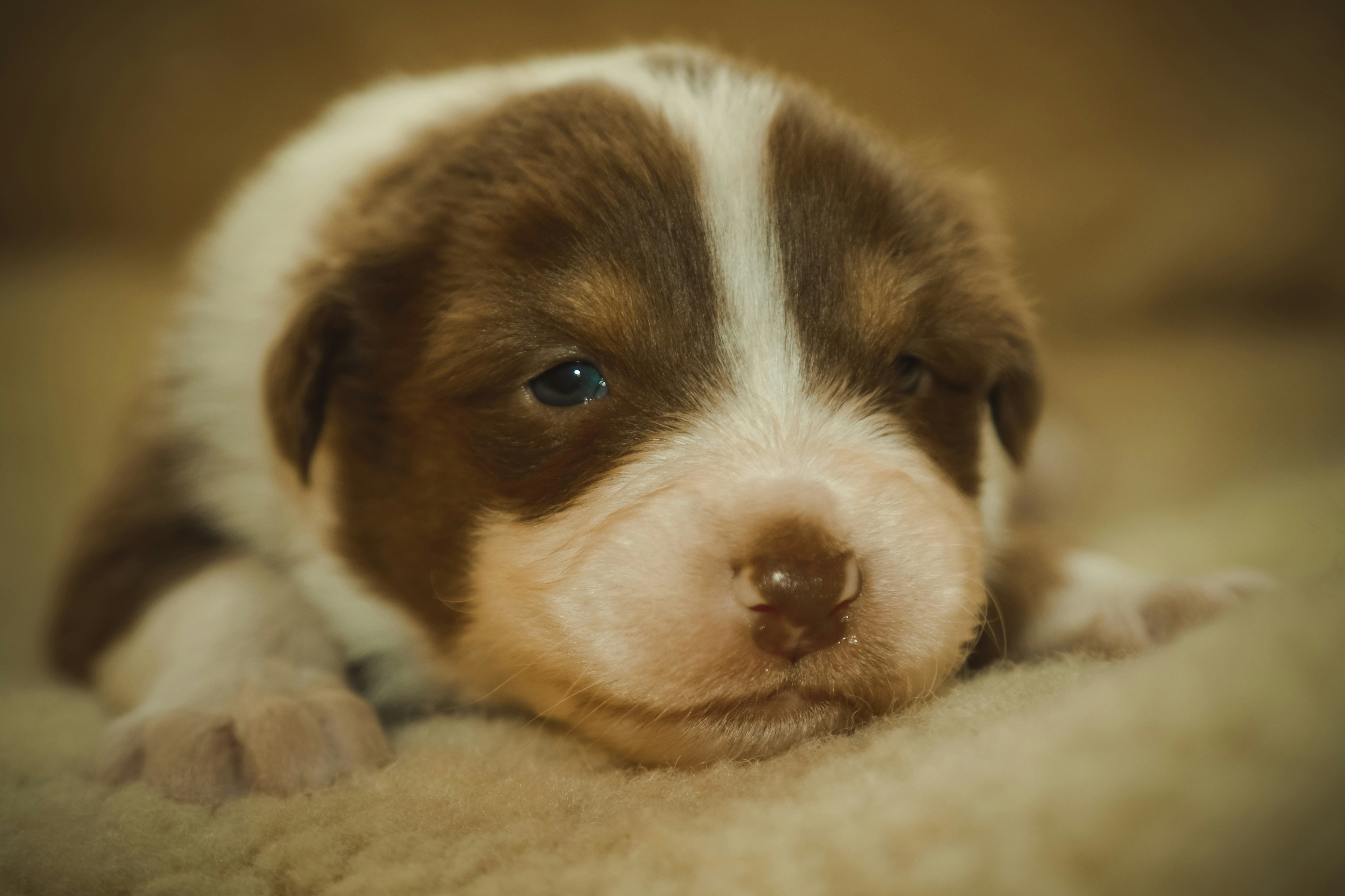tilt shift lens photography of short-coated white and brown puppy