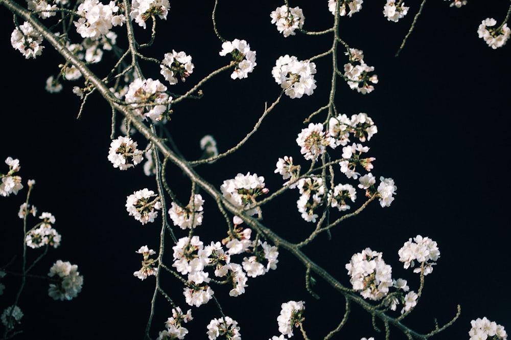 white petaled flower plant