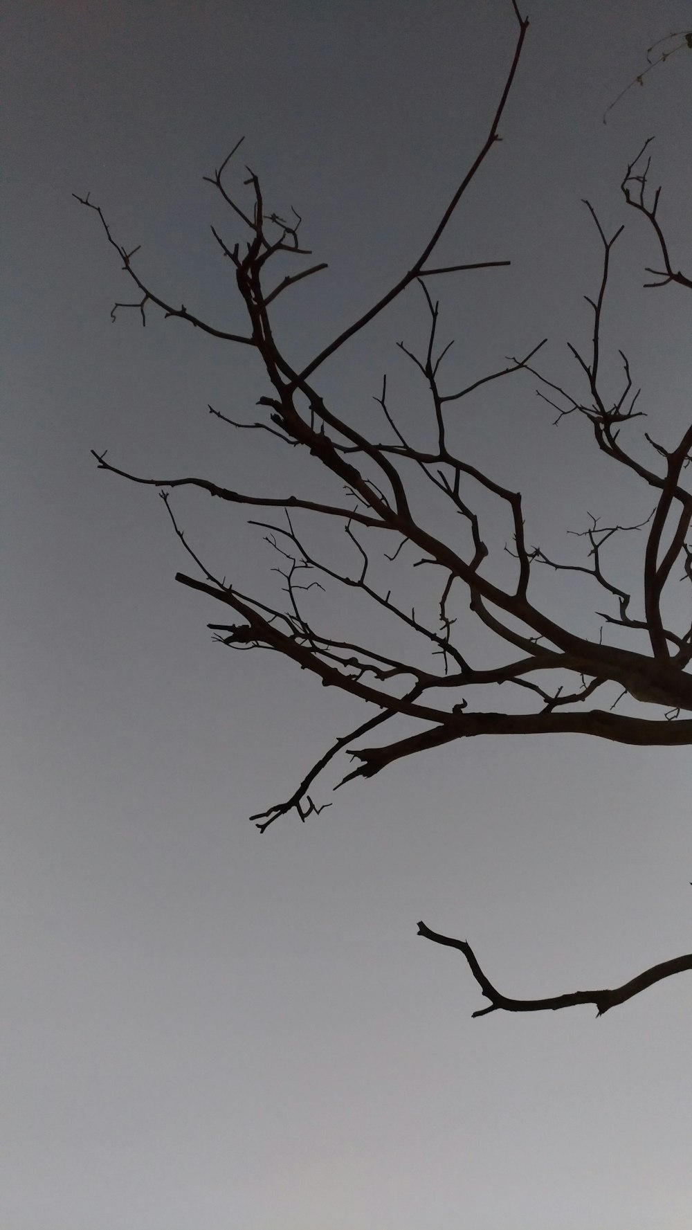 灰色の空の下の木の枝