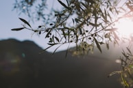 A close-up of olive branches laden with small, dark olives basking in the sunlight. The background features a softly blurred mountainous landscape silhouetted against the bright sky. Sunlight filters through the leaves, creating a warm and serene atmosphere.