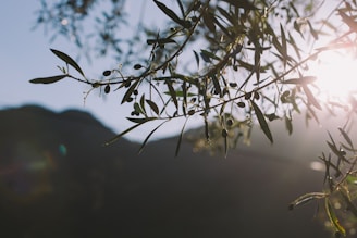 A close-up of olive branches laden with small, dark olives basking in the sunlight. The background features a softly blurred mountainous landscape silhouetted against the bright sky. Sunlight filters through the leaves, creating a warm and serene atmosphere.