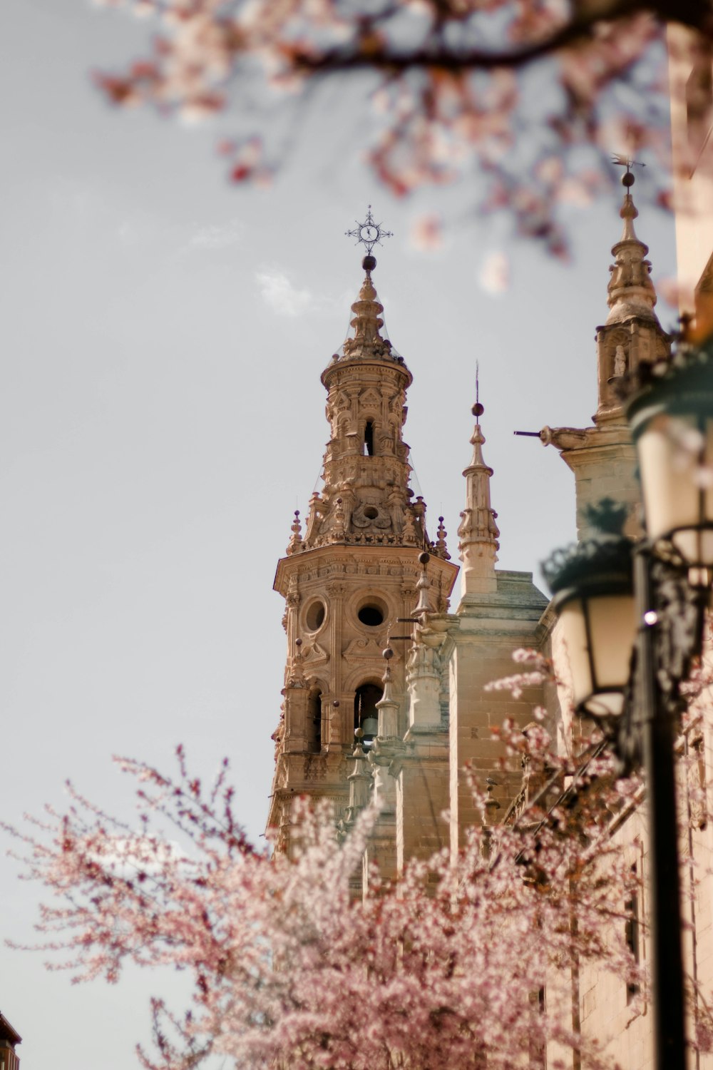 Cerisier rose en fleurs près de la cathédrale pendant la journée