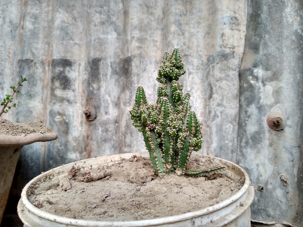 Planta de cactus verde en maceta