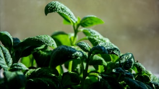 green leaf plants