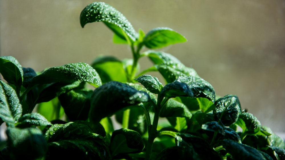 緑の葉の植物