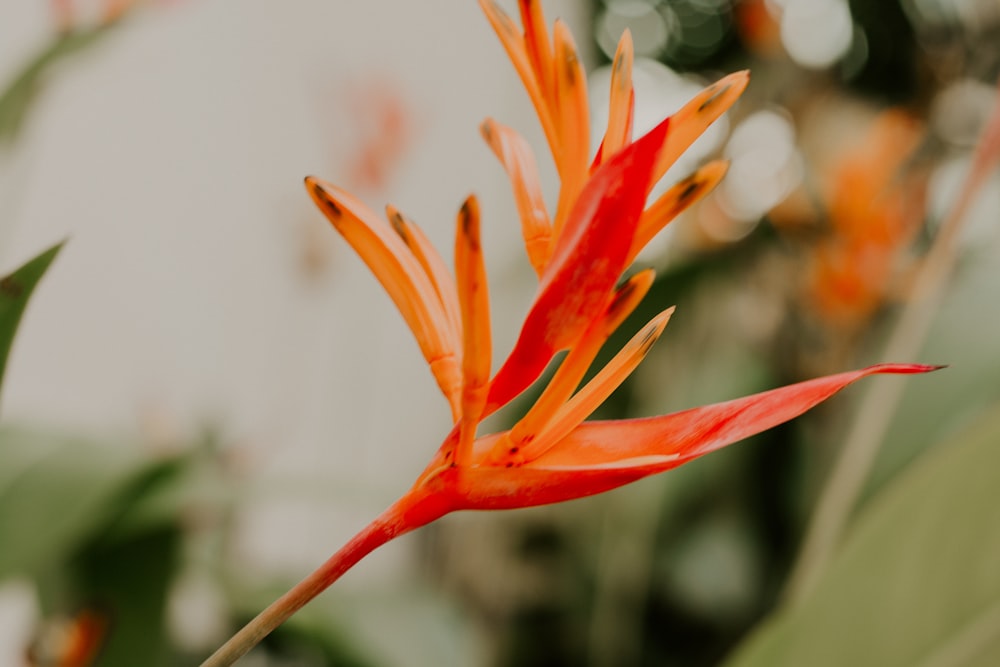 close-up photo of orange petaled flower