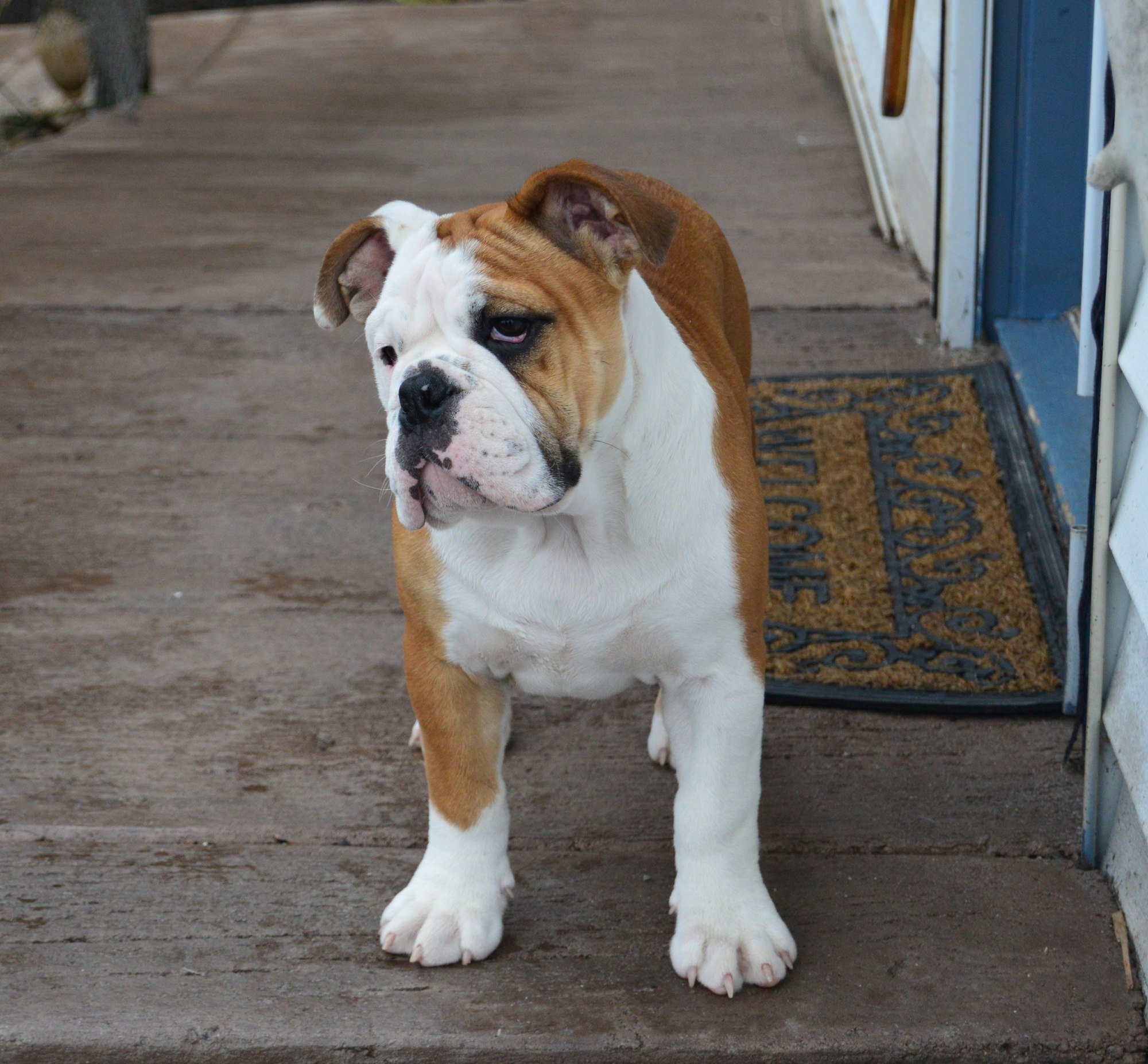 American Bulldog near doormat