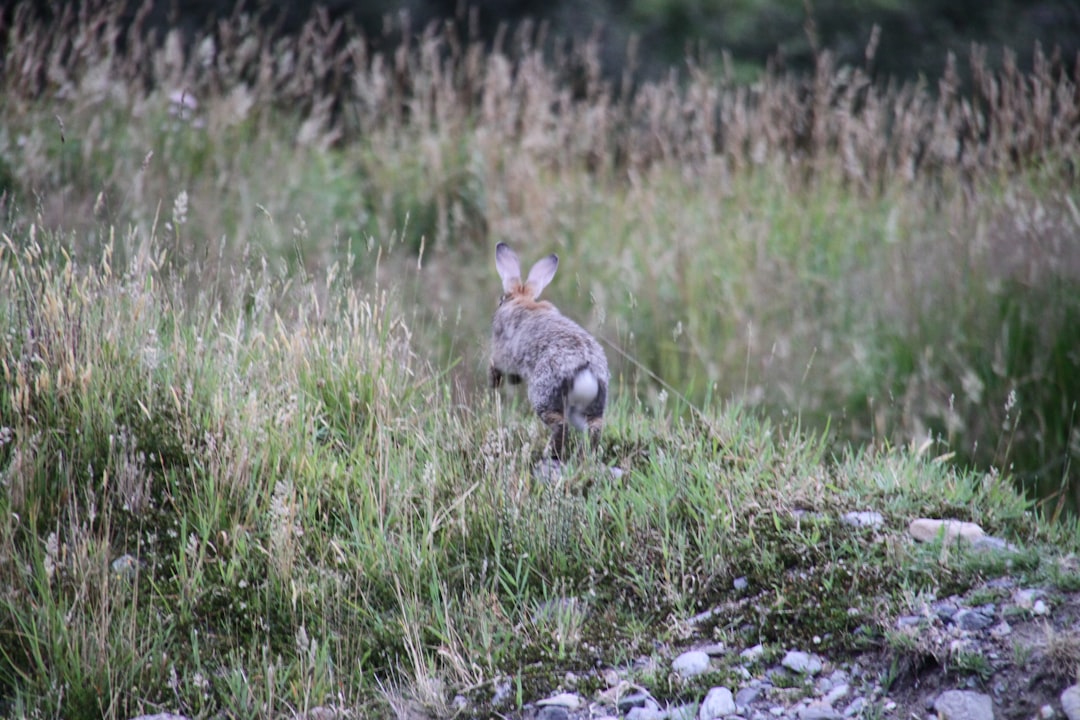 Wildlife photo spot Mount Cook Canterbury