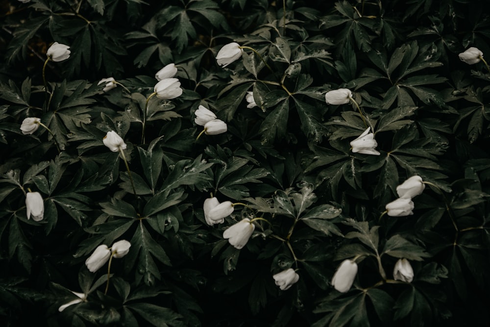 green leafed plant with white frlowers