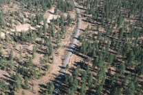 An aerial view captures a dense forest with evergreen trees scattered across the landscape. A narrow railway track cuts through the center, creating a distinct path. The sunlight casts shadows of the trees on the ground, highlighting the natural texture of the terrain.