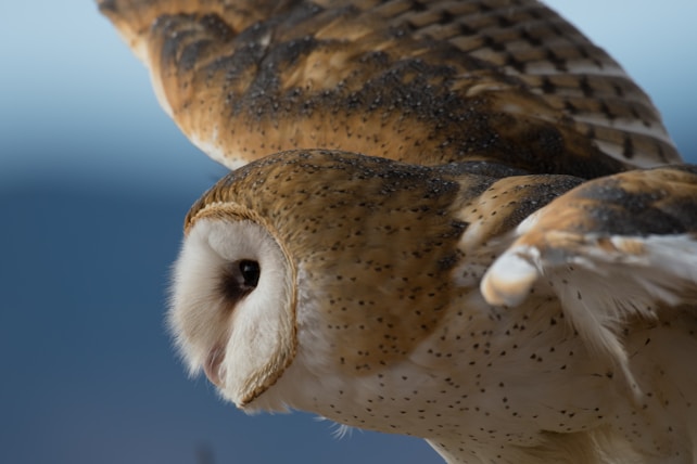 A close-up of a barn owl in flight, highlighting its detailed facial features and feather patterns. The feathers are a mix of speckled golden brown and cream, with the distinct heart-shaped facial disc that barn owls are known for.