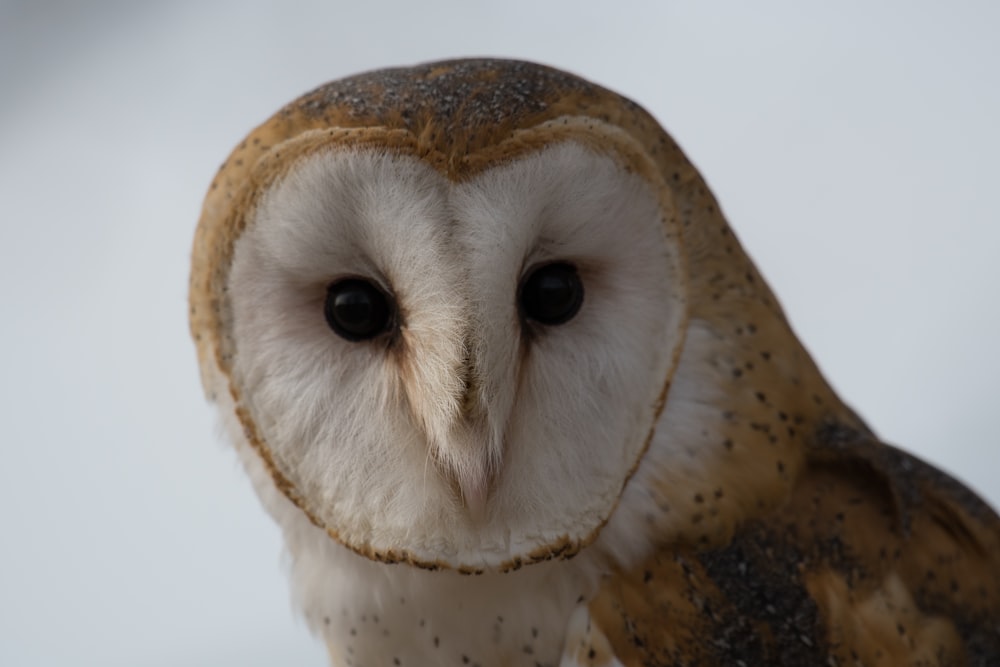 Papier peint hibou brun