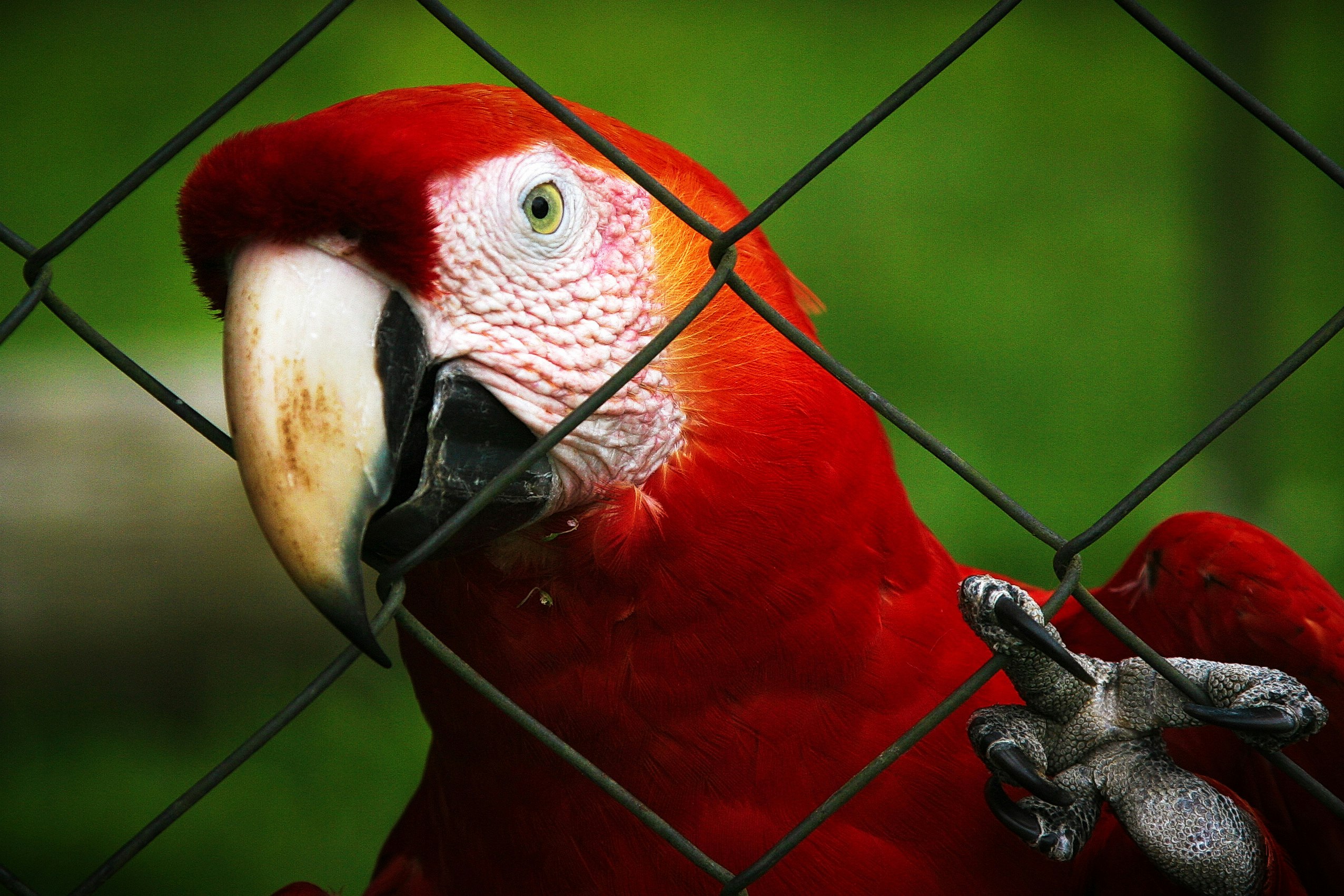Photo by [paolo candelo](https://unsplash.com/photos/selective-focus-photography-of-red-macaw-parrot-n0Vk5bOFKp4) on [Unsplash](https://unsplash.com/)
