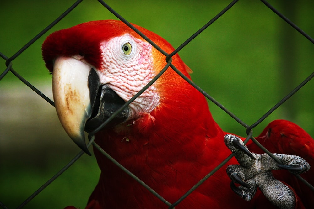 selective focus photography of red macaw parrot
