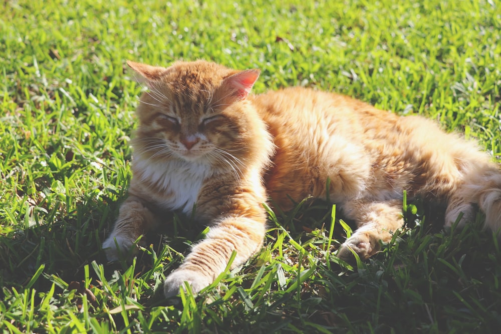 orange cat lying on grass