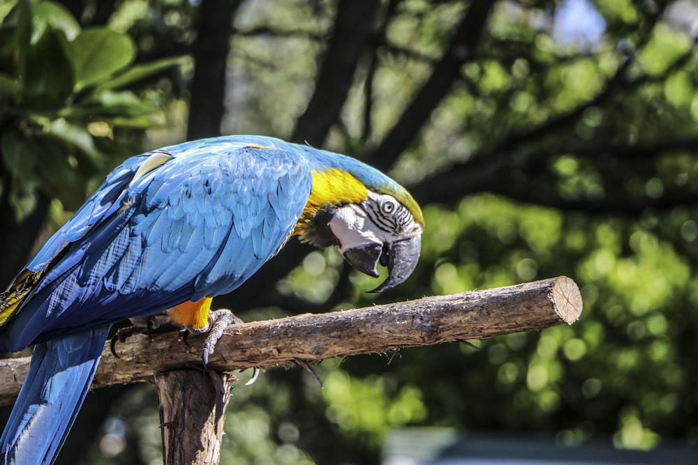 blue parrot perched on wood selective focus photography