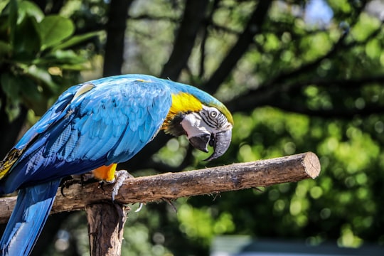 Auckland Zoo things to do in Muriwai Beach