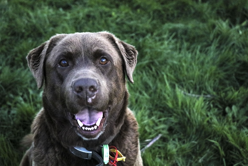 closeup photo of short-coated black dog