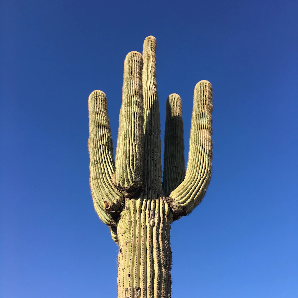 A saguaro with several arms against a deep blue sky in Black Canyon City, Arizona