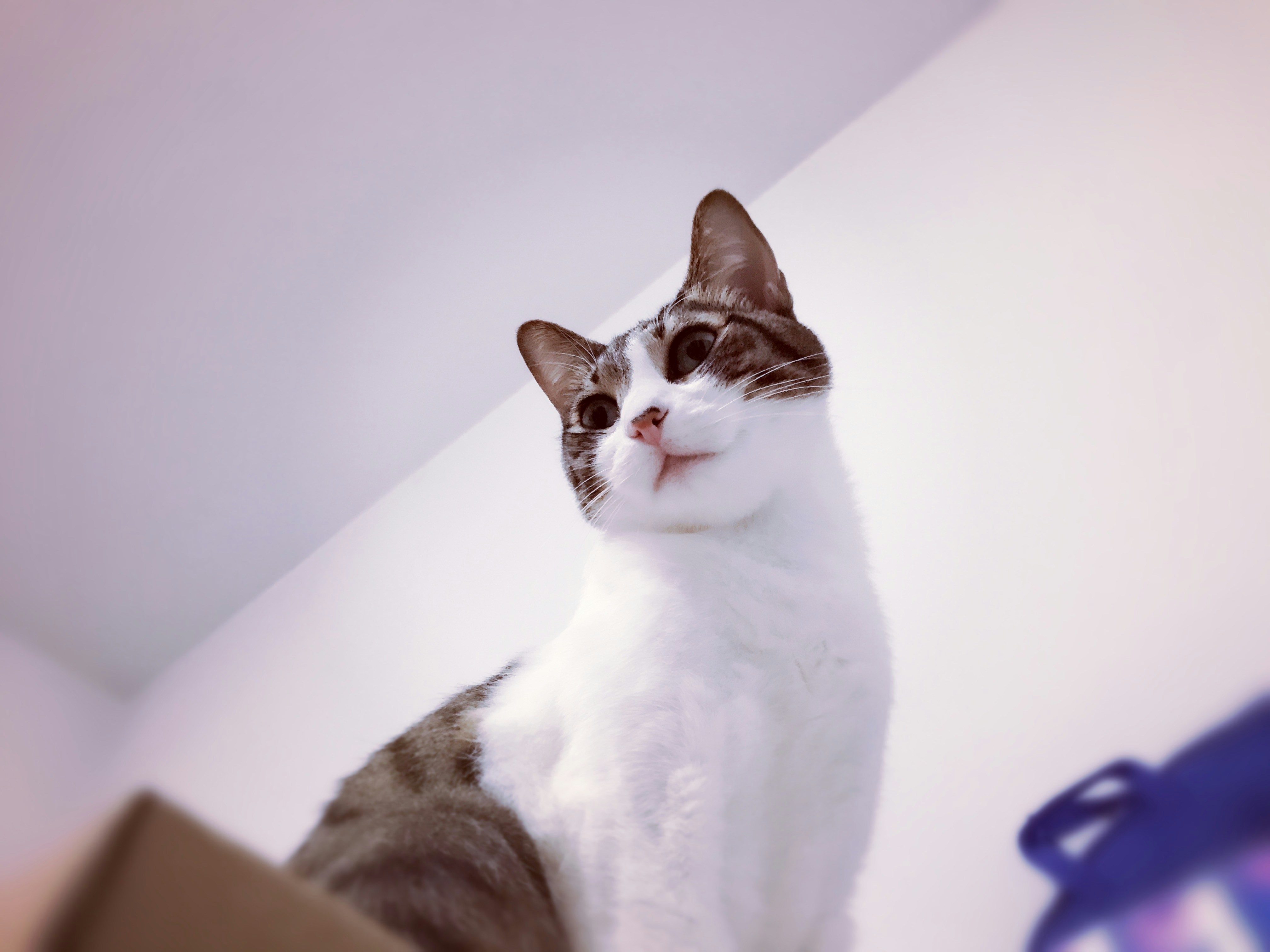 The Feline Who Stopped a Burglary (image credits: unsplash)