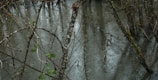 Rain falls onto a body of water surrounded by bare, thin tree branches. The surface of the water shows circular ripples from the raindrops. The trees are sparsely populated with small green leaves, indicating either early spring or late autumn.
