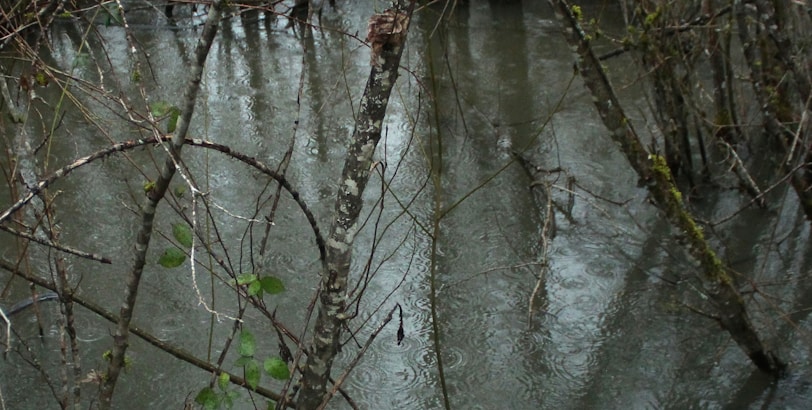 Rain falls onto a body of water surrounded by bare, thin tree branches. The surface of the water shows circular ripples from the raindrops. The trees are sparsely populated with small green leaves, indicating either early spring or late autumn.
