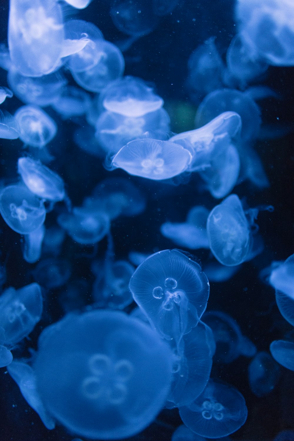 shoal of jellyfish